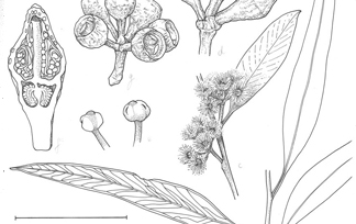 Eucalyptus illustration
