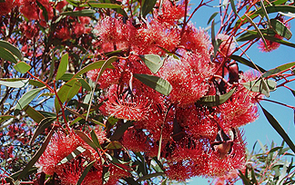 Eucalyptus flowers