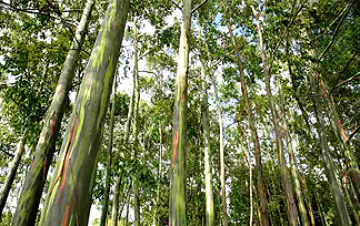 Eucalyptus trees