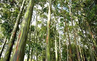 Eucalyptus trees